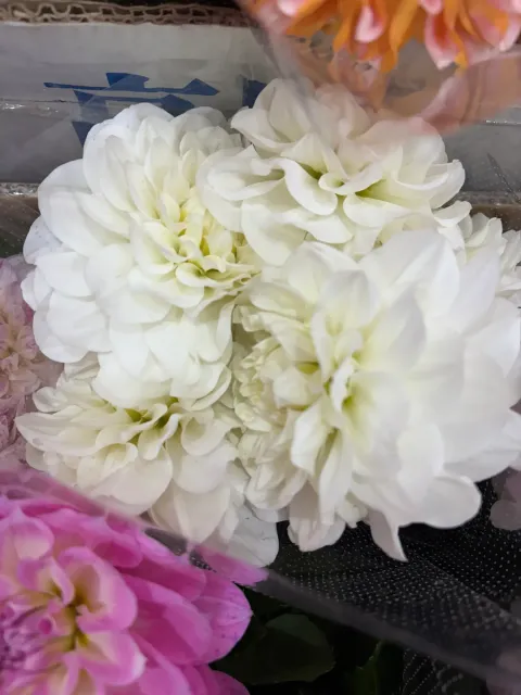 IMG_3398-1740389504985