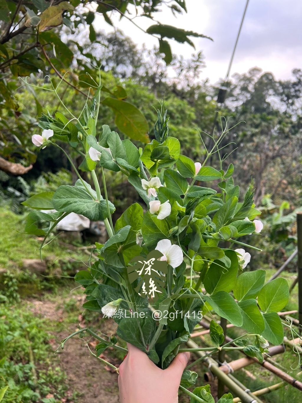 image_1A8132A0-C56E-4593-85B3-C5B2238E459E_1775550703