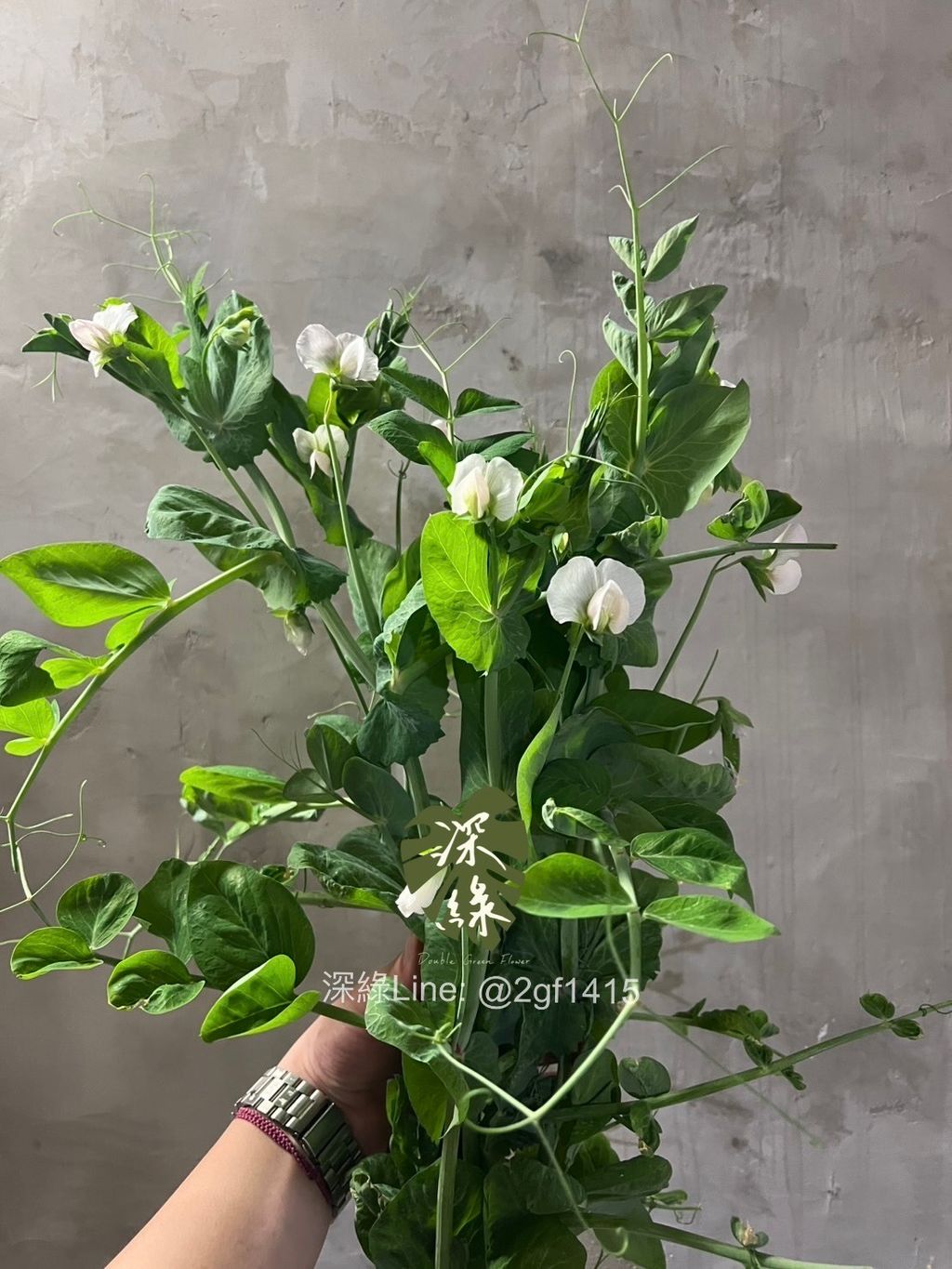 image_4333D983-65F5-4AE6-A301-9B720374A7F4_1775550703