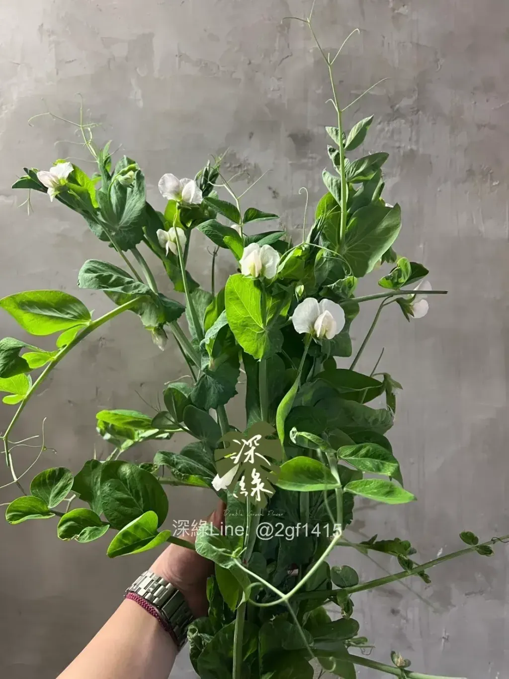 image_4333D983-65F5-4AE6-A301-9B720374A7F4_1775550703