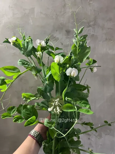 image_4333D983-65F5-4AE6-A301-9B720374A7F4_1775550703