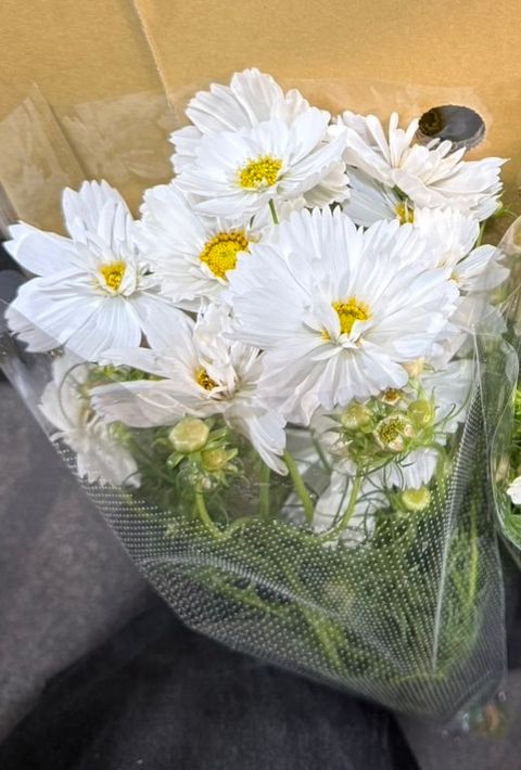 image_CA548E3B-F725-4567-A814-2ABD5DE27A0D_1775976689