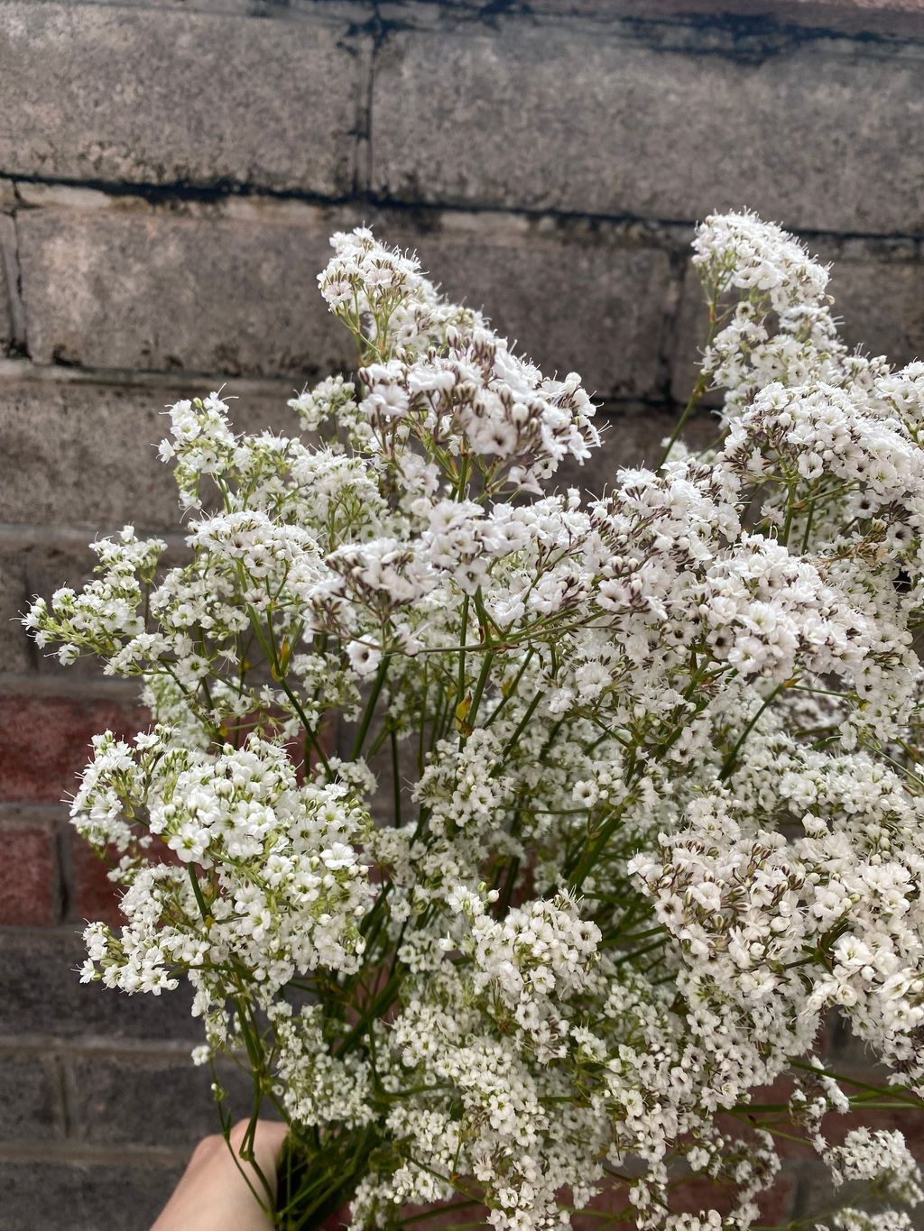 image_405FCCAE-A626-4156-86D9-2F5FADB2C75F_1774602612