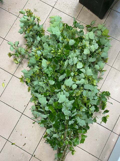 image_E4BBA421-67AE-4A9B-8233-8C2F356FEB7D_1776071278