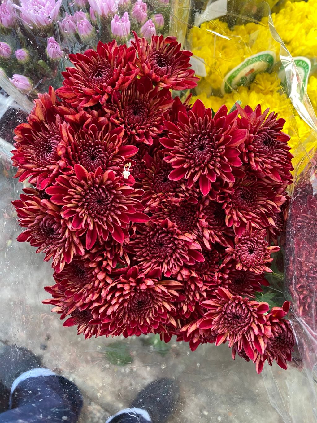 image_58C72DD5-63D7-4FC5-A3A3-41E78AD11540_1776142923