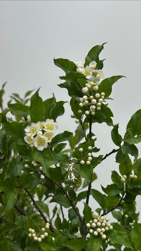 image_FD86FA33-2C7E-4BE0-AE7D-8038EA184F49_1776549412