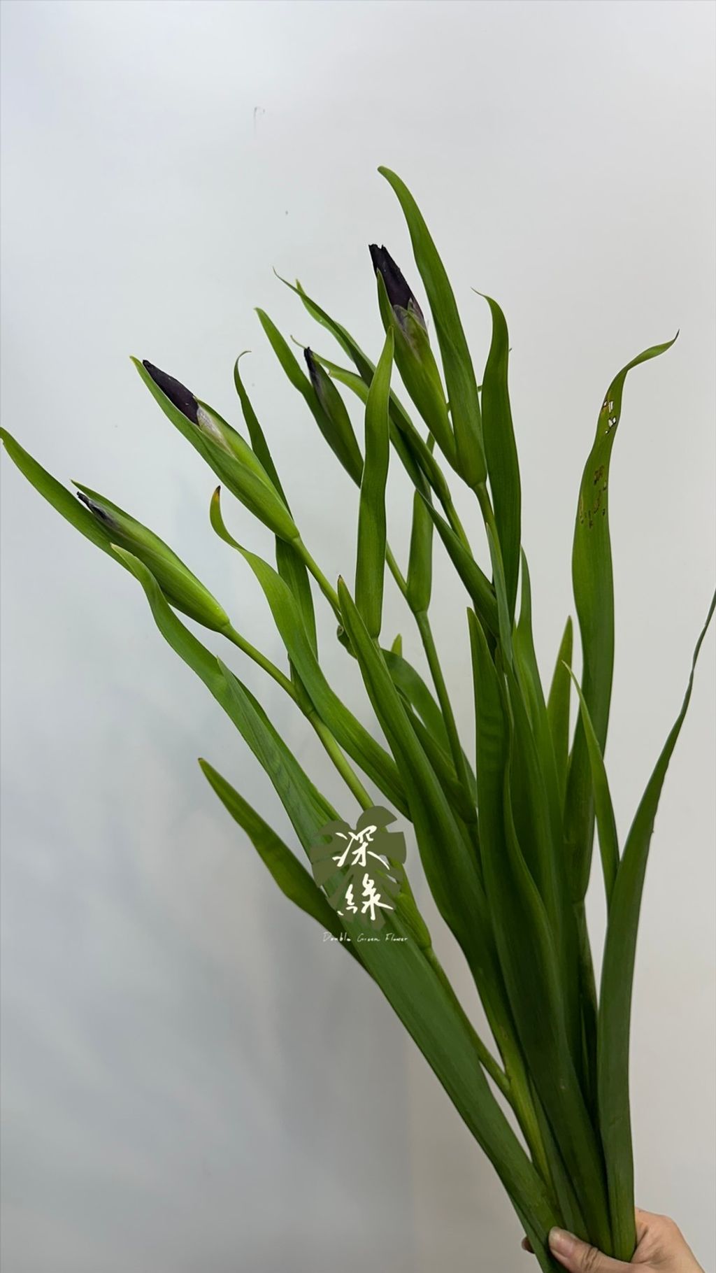 image_874C548E-631D-4FDD-B224-63BF7FC4C0F3_1776549591