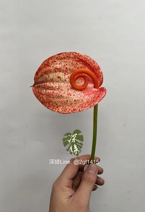 IMG_5662-1730113898711