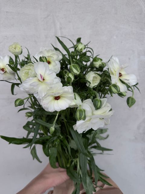 image_01ABD6A5-55C9-4F89-B3F6-9ED822744A65_1776577966