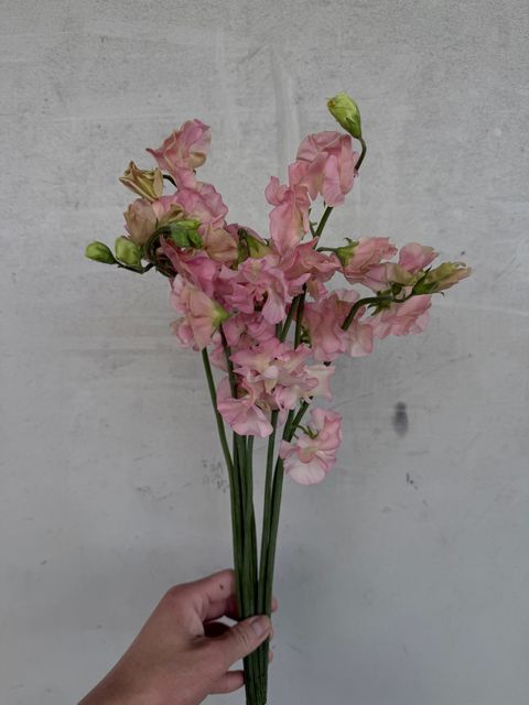 image_5697FE0C-D16E-4FDC-88F2-20B8B65BA82A_1776578440