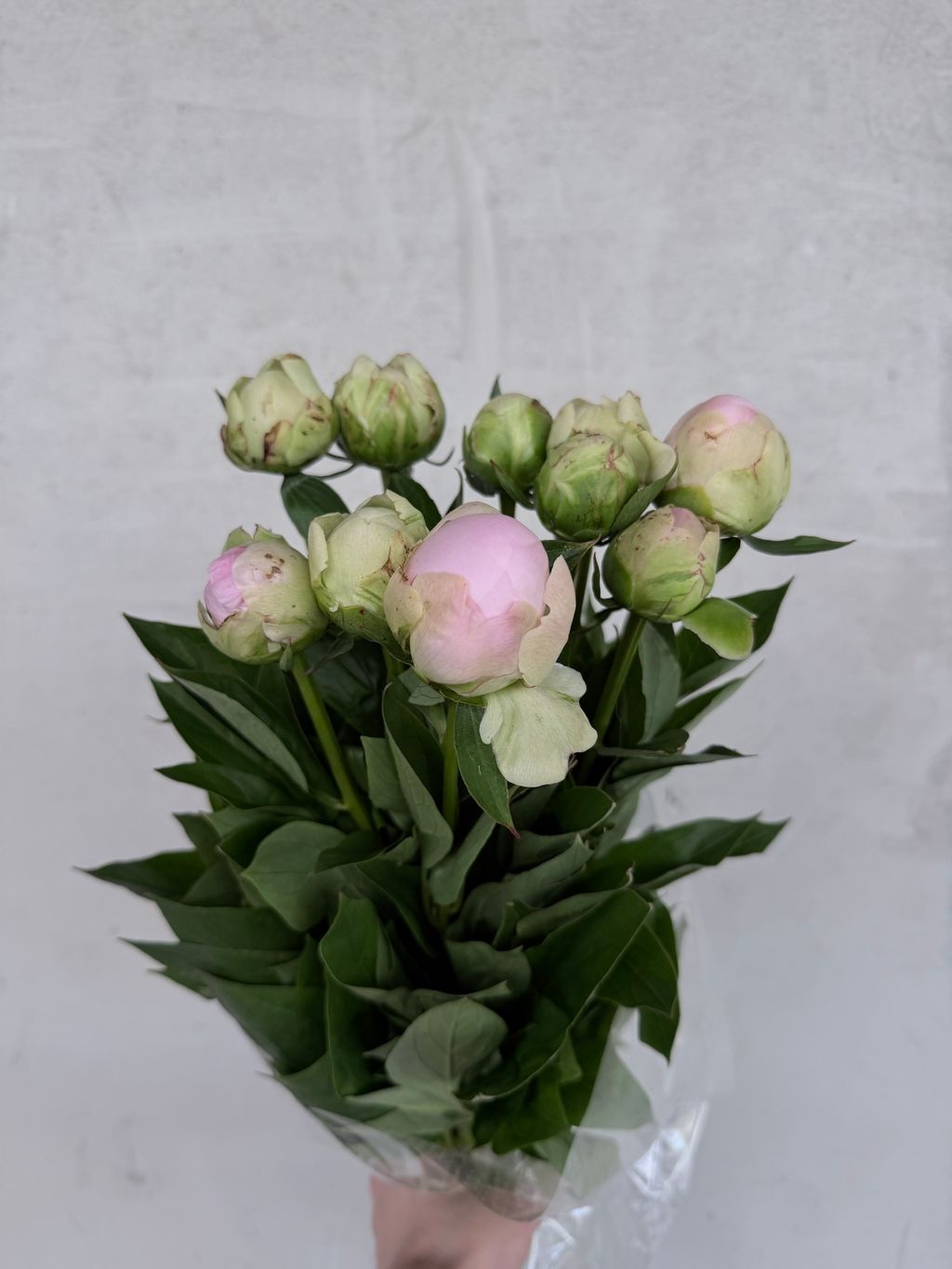 image_C52EA8C3-6616-4E0D-9D21-F41C7BBDF231_1776578565