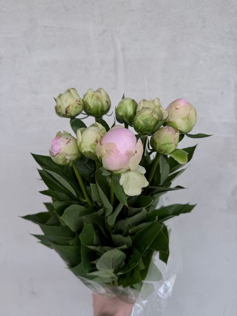 image_C52EA8C3-6616-4E0D-9D21-F41C7BBDF231_1776578565