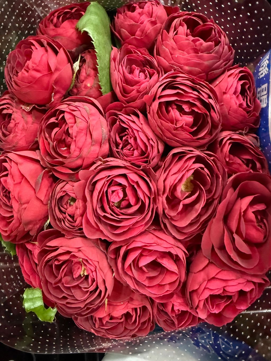 image_4CA9251C-9373-4739-9CF3-1FEDC3F4123C_1756360555