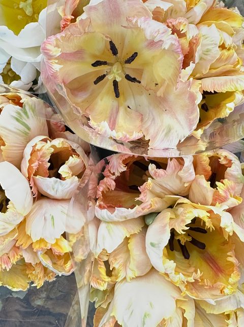 image_1B4F888B-A205-4A88-9FD6-5C0ADBDA0E0E_1776826926