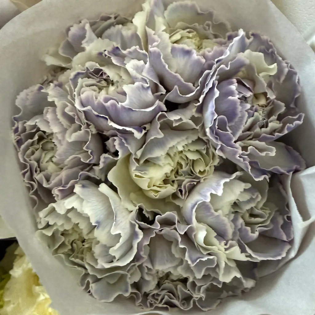 image_8C68B0E5-EF39-405F-81B2-A96369CB1C2E_1776153179