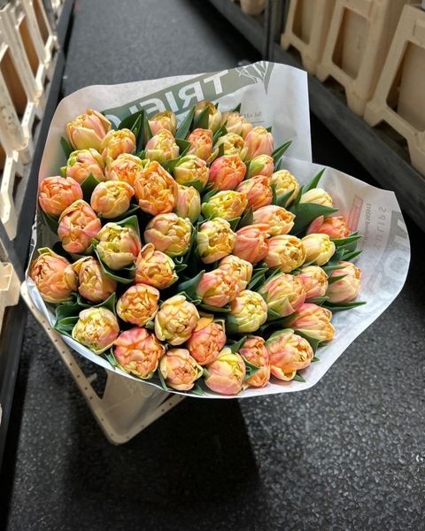 image_F2F9F0AB-EEA8-4E0B-9539-3D14533F932B_1777178532