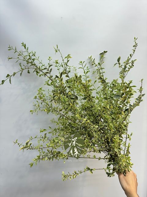 image_A48E20BE-9D01-4508-8346-08A46EDBEBDE_1777178798