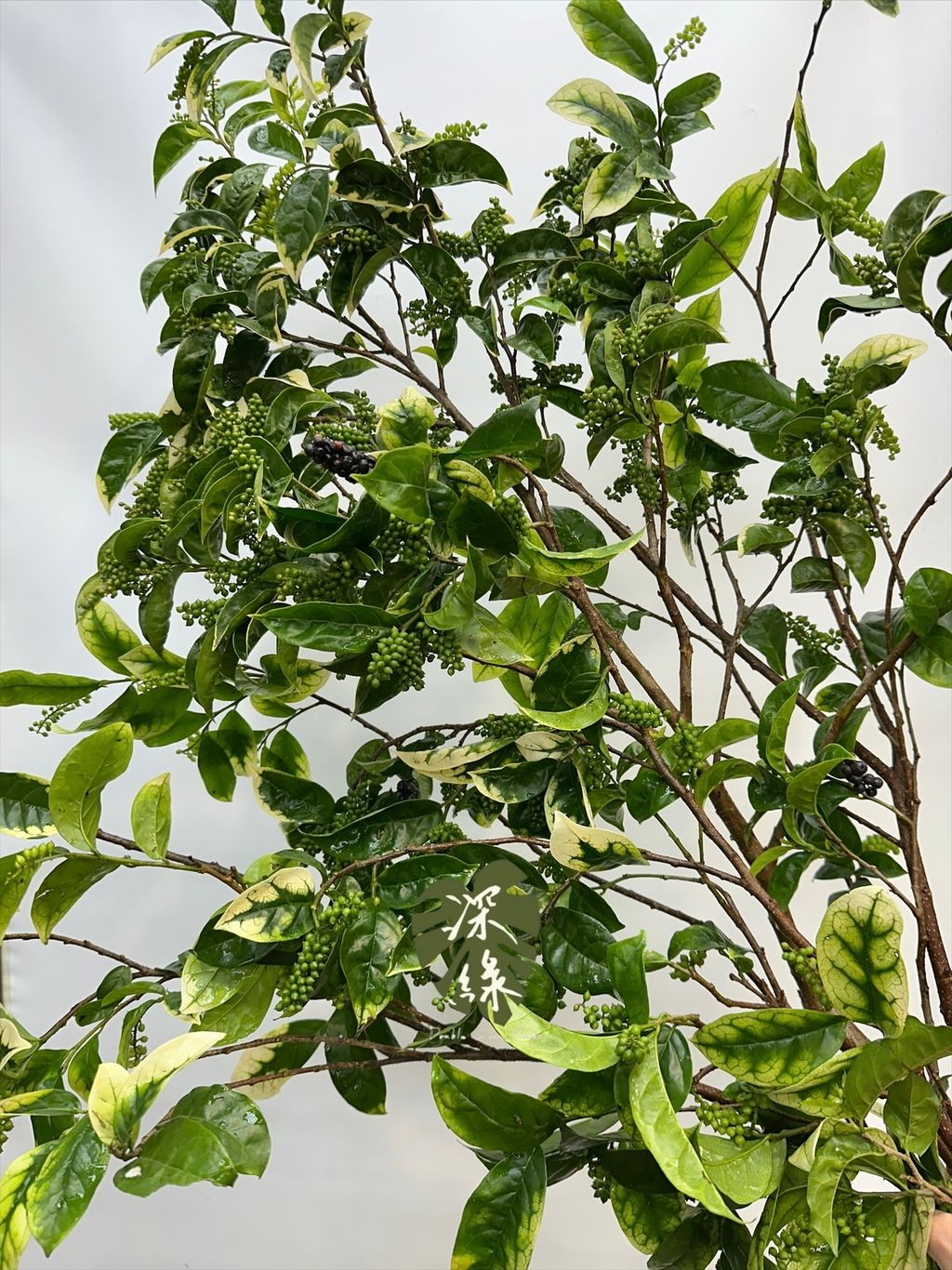 image_A321BC6E-64CE-411F-BC3F-06FE08EDA56F_1777178832