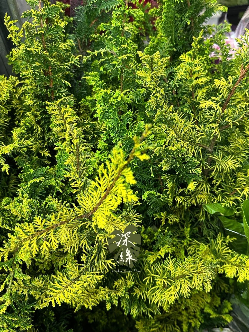 image_E77BDC51-9752-4994-AF4A-7242021496C0_1777178890