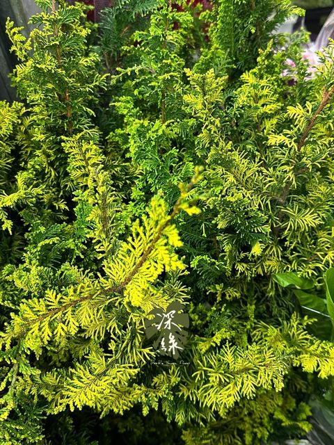 image_E77BDC51-9752-4994-AF4A-7242021496C0_1777178890