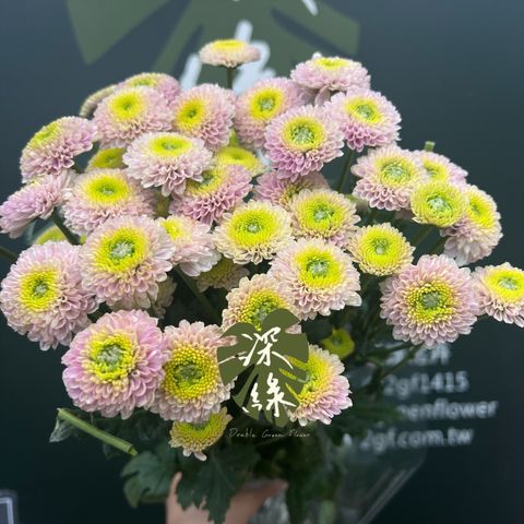 image_17A2F3A2-DDED-4418-8B12-DD37FCF2CCEE_1776917025