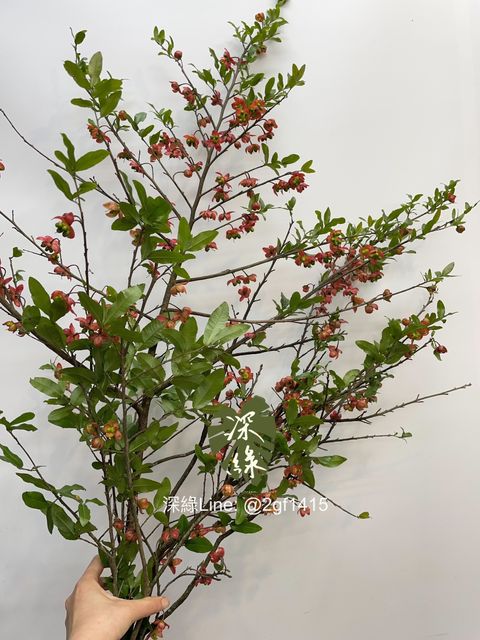 image_60EFBE35-72EA-4BEC-A0C1-387C1CD8A7BF_1744783281