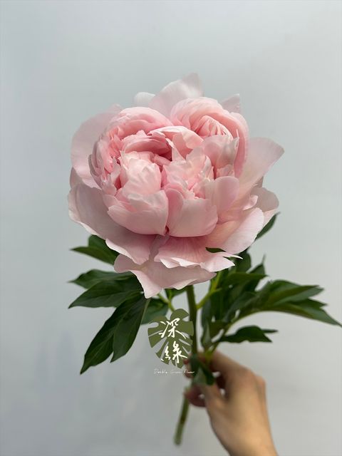 image_5BD85AA4-5503-4A9C-8053-F16A4CE8067A_1777287480