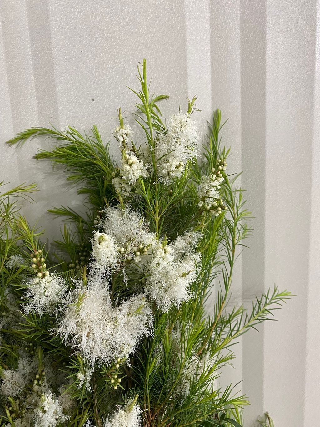 image_50AB06B8-464D-497D-A816-7A862EA90D6D_1745311991