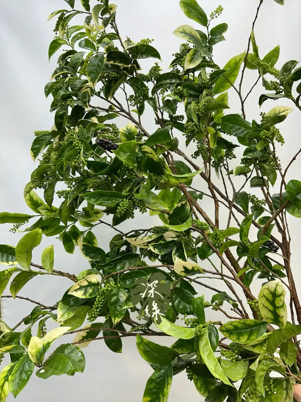 image_A321BC6E-64CE-411F-BC3F-06FE08EDA56F_1777178832