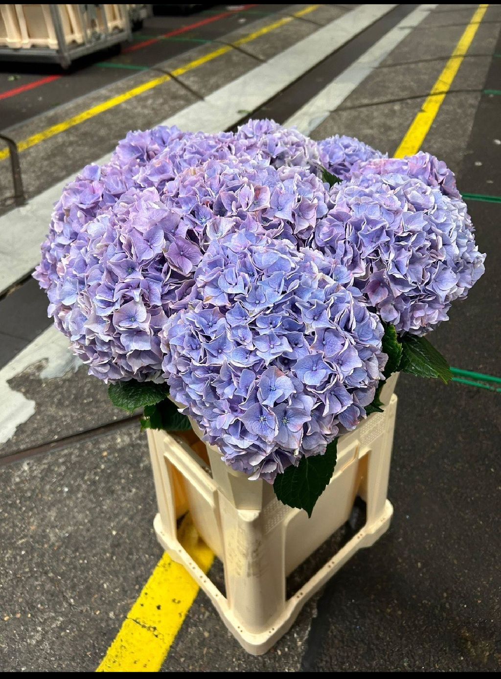 image_D6B256EA-ED2D-4DB1-8A85-F94E2366DCA9_1749589966