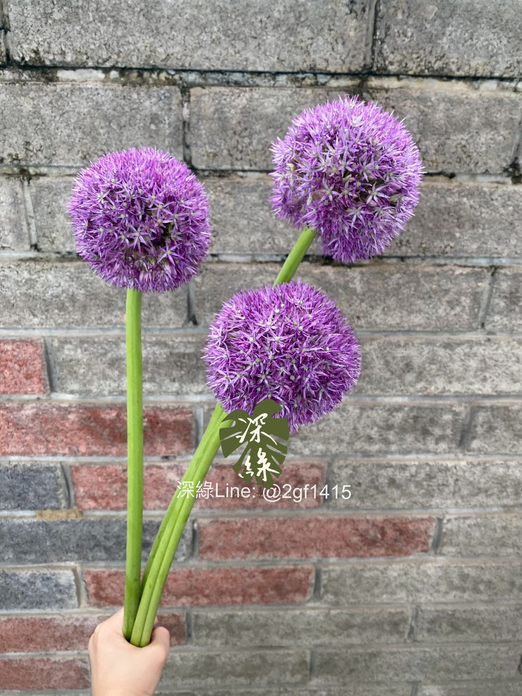S__51585032_0