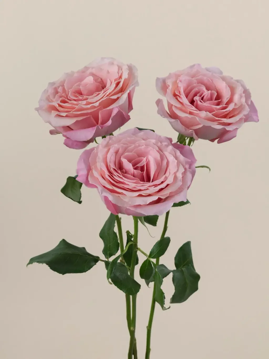 messageImage_1779867325821