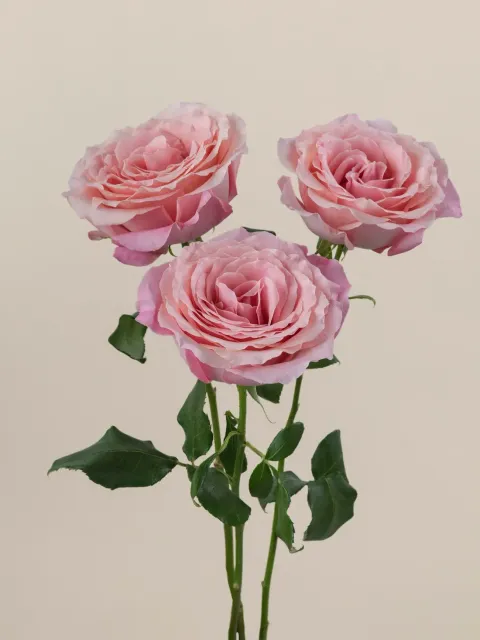 messageImage_1779867325821