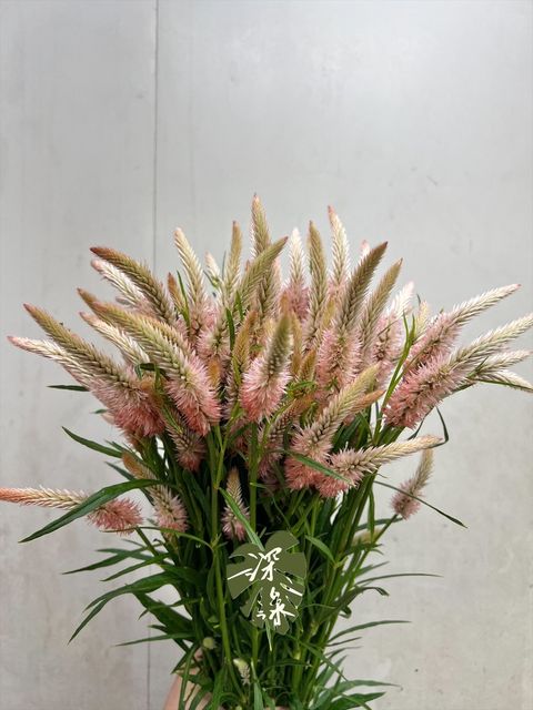 image_BF482A2D-019D-4B32-9FC0-72662BD0DAA4_1780100931
