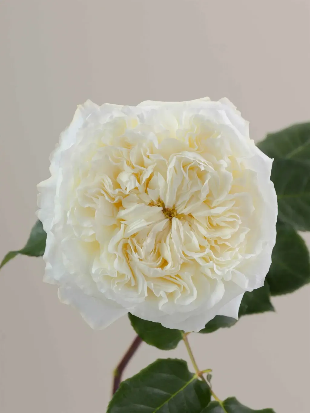 messageImage_1780517806245