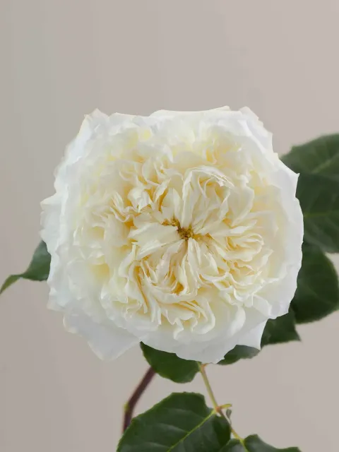 messageImage_1780517806245