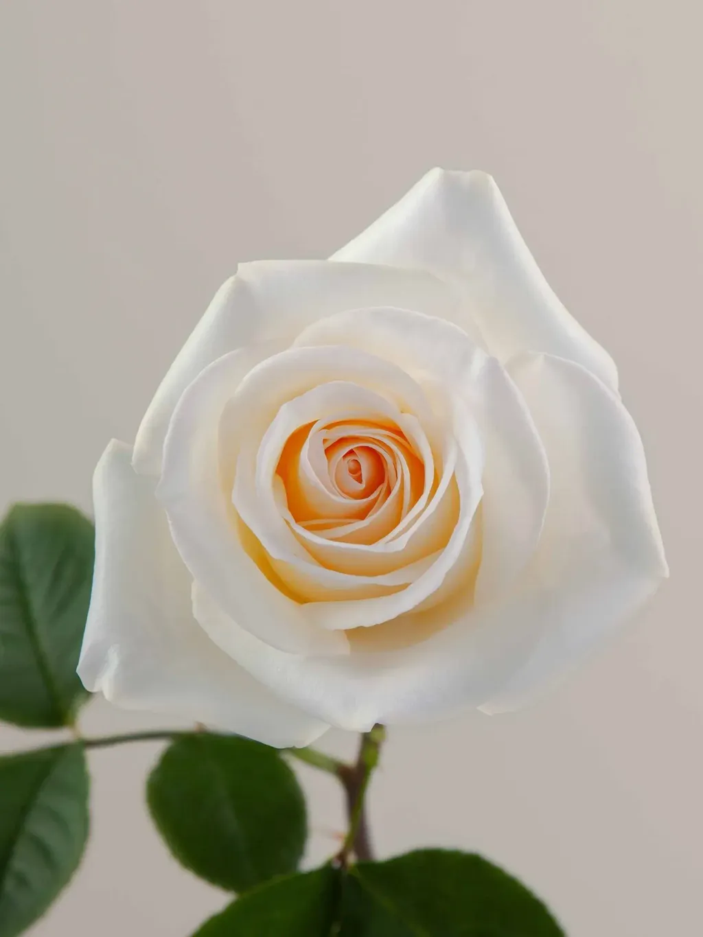 messageImage_1780518625814