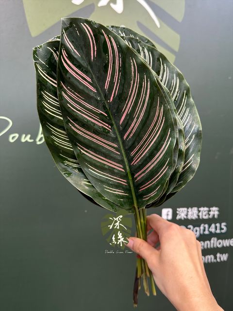image_EDDFF425-280F-47D2-99D9-5433E5EF0DD6_1780980679