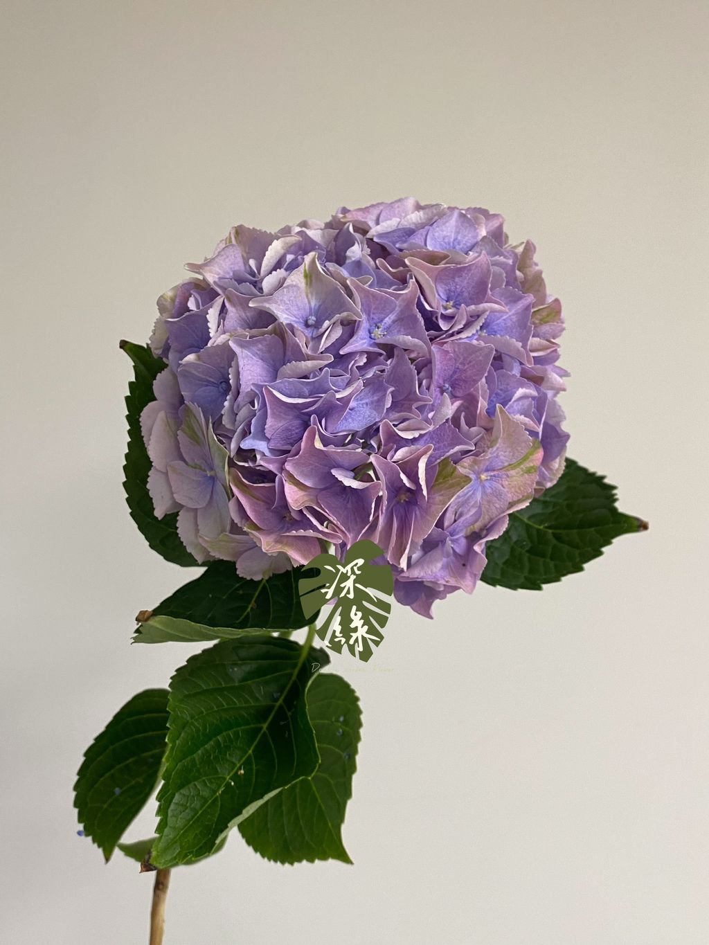 S__52158477_0