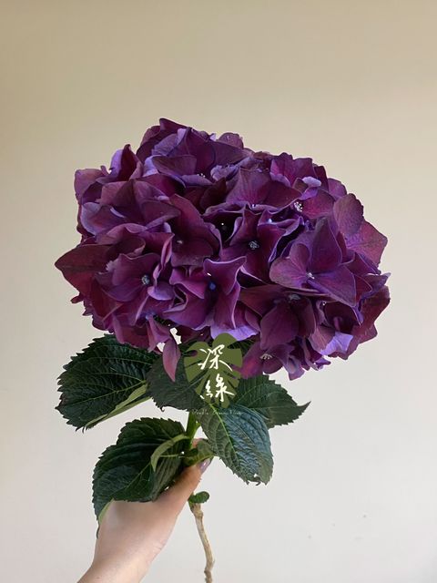 S__52158475_0