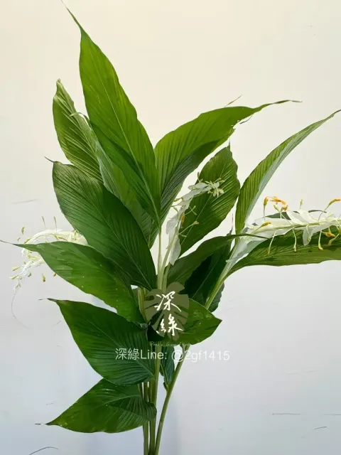 image_D49E4316-8C37-4897-9333-1B79768DD5D5_1750395590