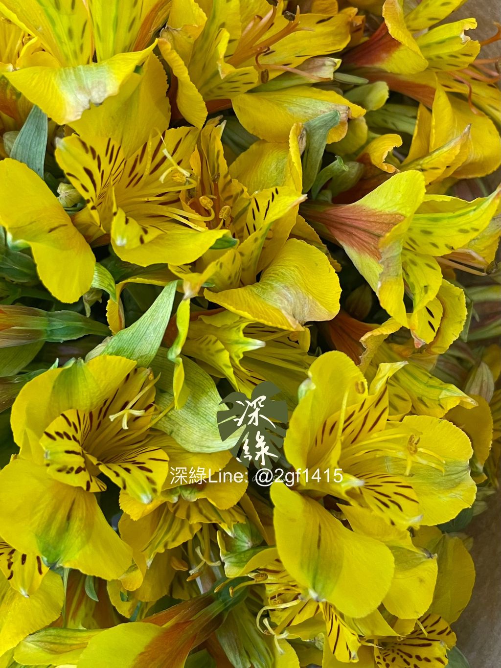 image_53FEF5A2-D147-43CE-BA98-BBD785A0D472_1781749874