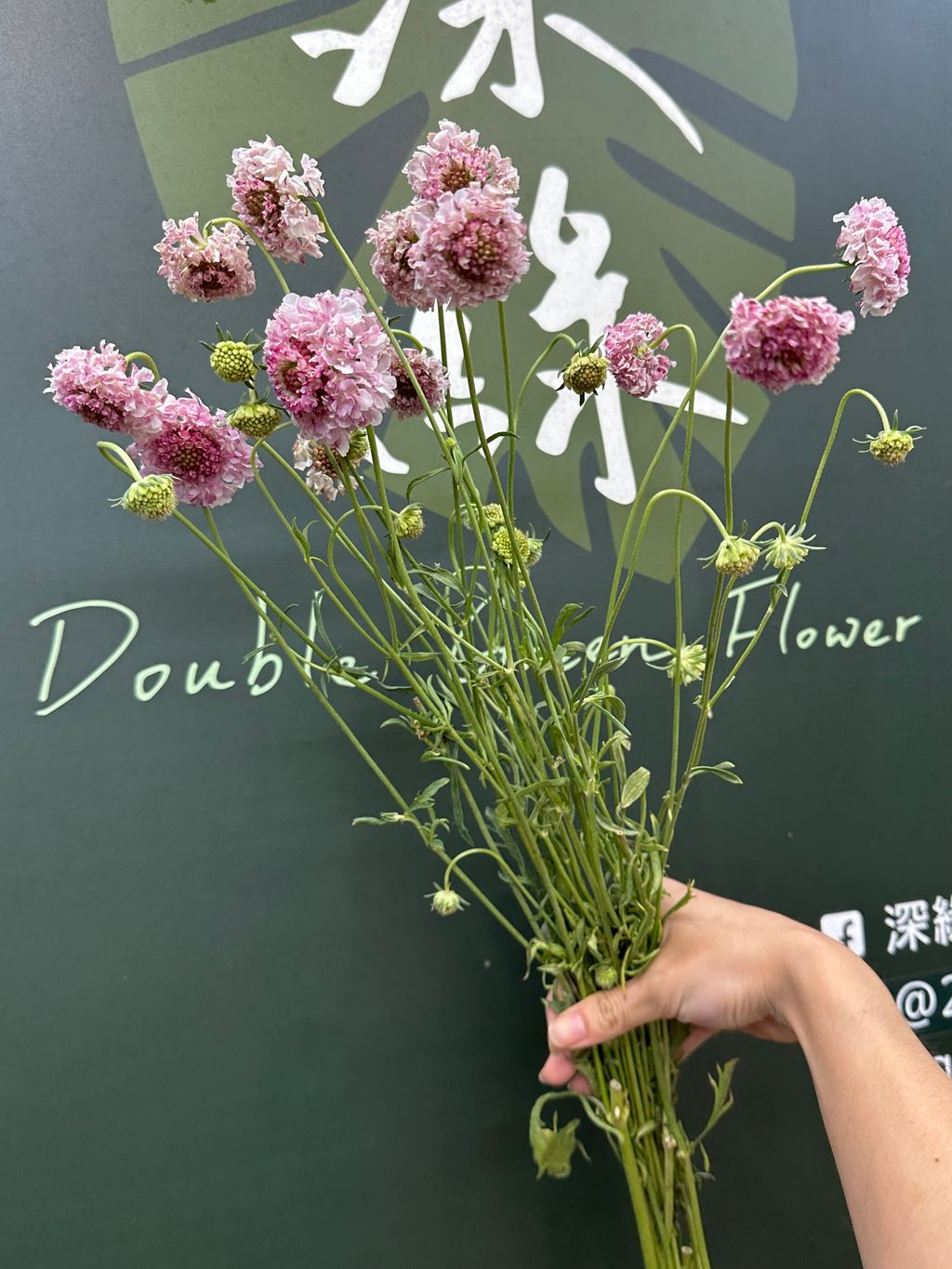 image_4860ADB2-785C-4C33-8906-F26DDBB42850_1782111948