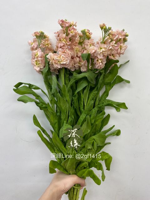 eZy Watermark_15-07-2024_07-25-12-7340下午-1721044120537