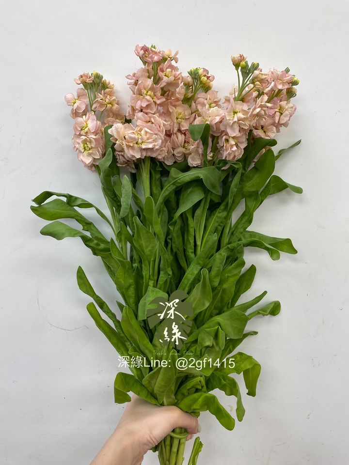 eZy Watermark_15-07-2024_07-25-12-7340下午-1721044120537
