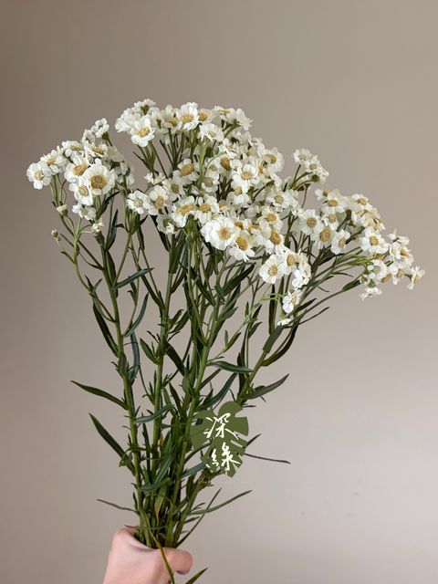 image_08ABF851-EEED-460D-99B8-DAF92B07AA3A_1782721805