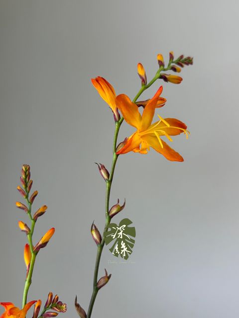 S__53288970_0