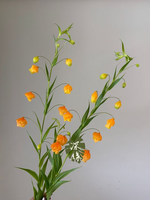 S__53288965_0