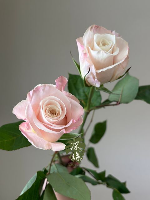 S__53288971_0