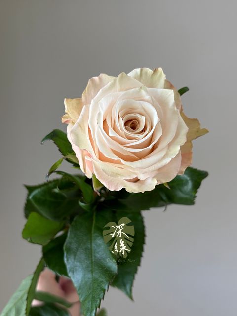 S__53288972_0